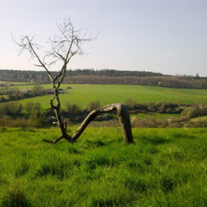 pommier